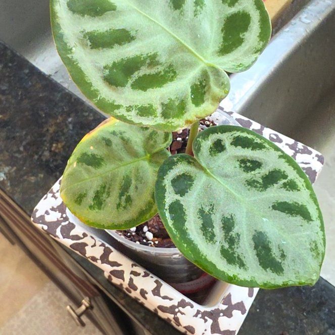 Photo of the plant species Anthurium hybrid by @AliciaMelts named Leaf Erickson on Greg, the plant care app