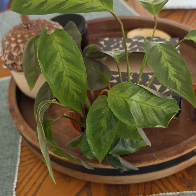 Photo of the plant species Calathea 'Misto' by @AliciaMelts named Misty on Greg, the plant care app