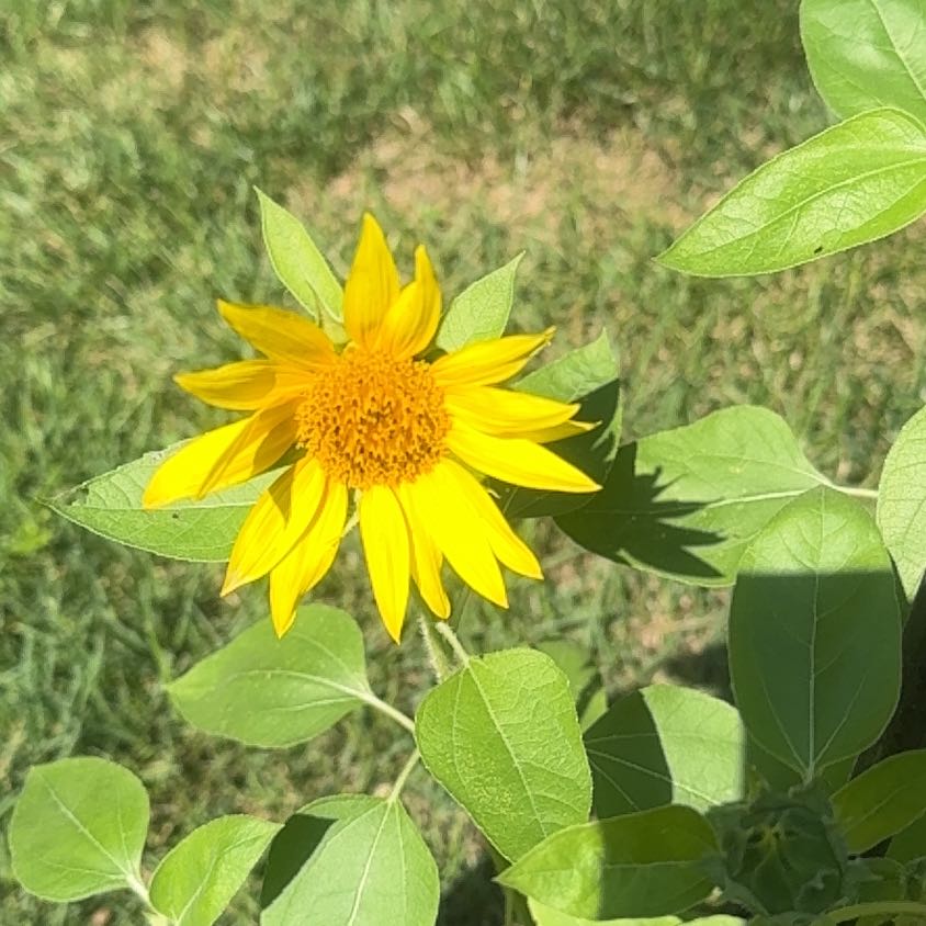 Photo of the plant species Tall Sunflower by @FavorableMum39 named Clooney on Greg, the plant care app