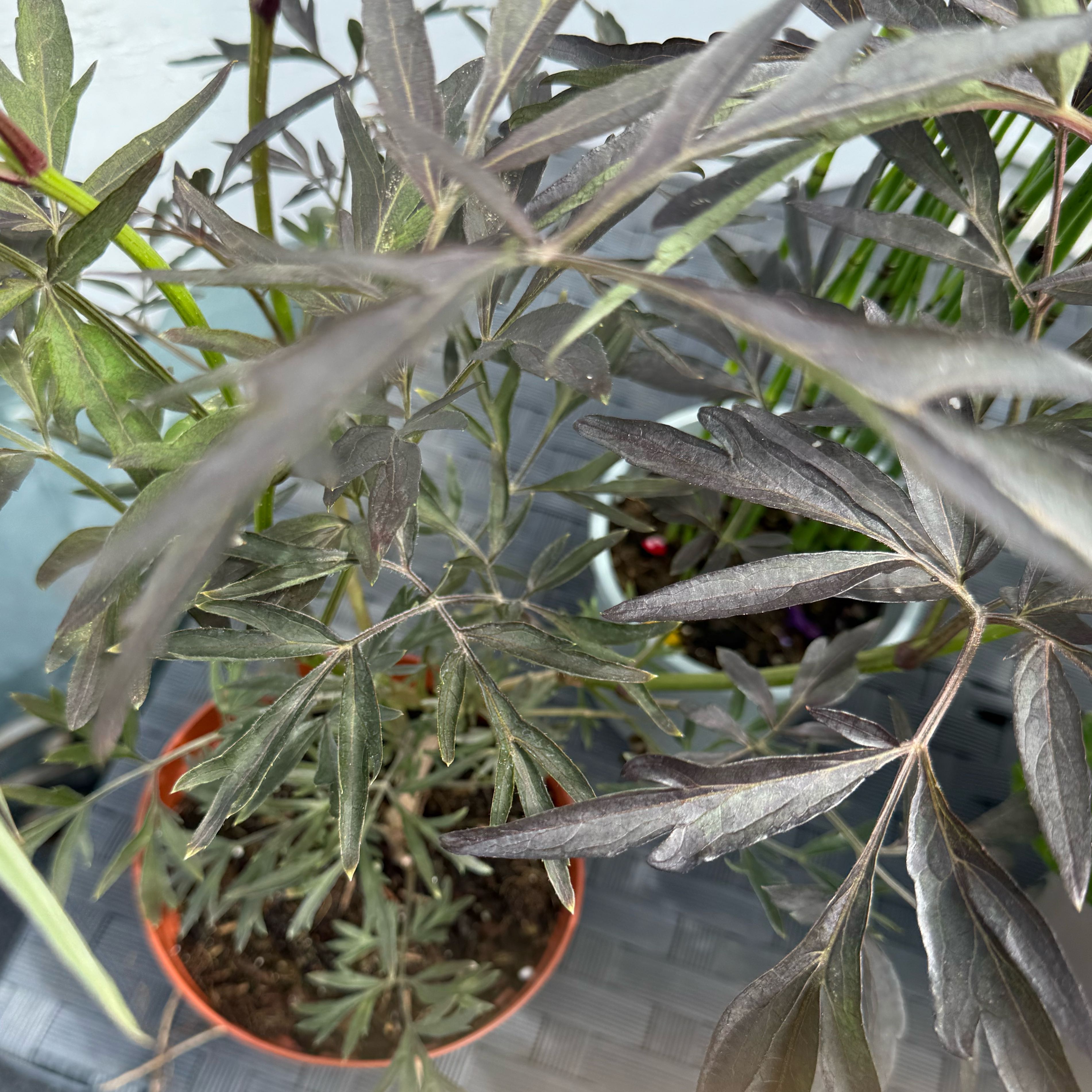 Photo of the plant species Black Lace Elderberry by @AnewCarobtree5 named Girlfrond on Greg, the plant care app