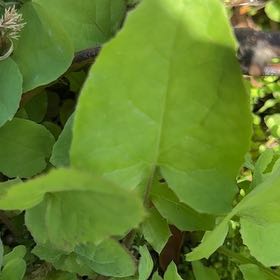 Photo of the plant species Common Sowthistle by @AnewCarobtree5 named Nithin on Greg, the plant care app