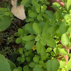 Photo of the plant species Cancer Weed by @AnewCarobtree5 named Denali on Greg, the plant care app