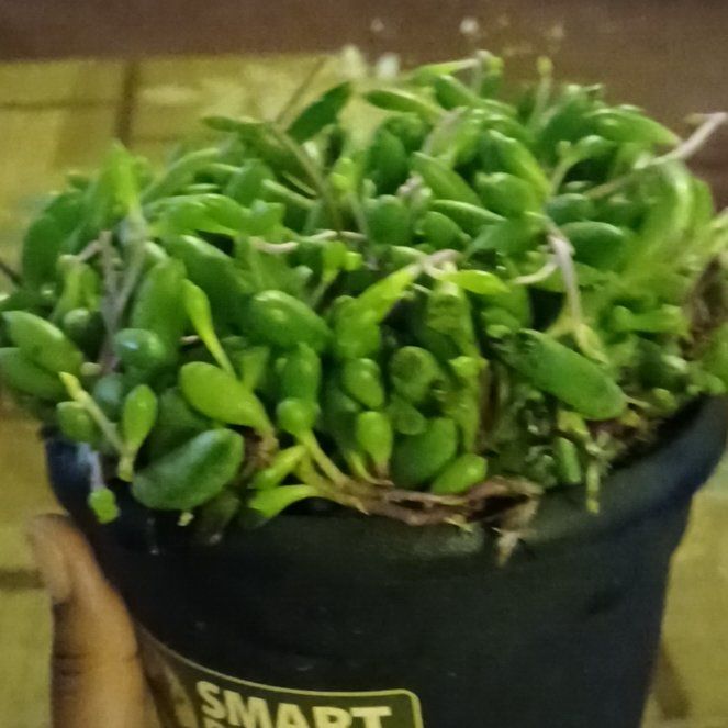 Photo of the plant species ruby necklace by @LegitDragonfire named Drake on Greg, the plant care app