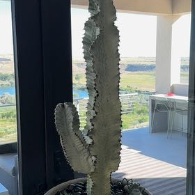 Photo of the plant species Variegated African Candelabra by @DeanTawapou80 named Rihanna on Greg, the plant care app