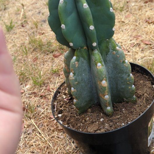 Photo of the plant species Cereus Cactus by @DirectGuasca2 named Carlos on Greg, the plant care app