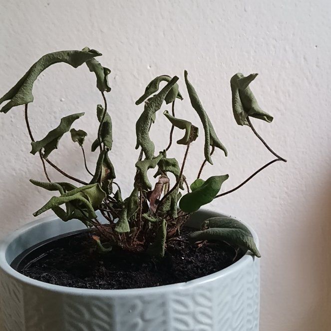 Photo of the plant species Heart Leaf Fern by @FieryBarley88 named Sanders on Greg, the plant care app