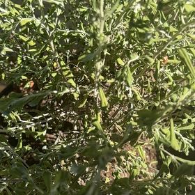 Photo of the plant species Texas Sage by @GladDeerfern33 named Eva on Greg, the plant care app