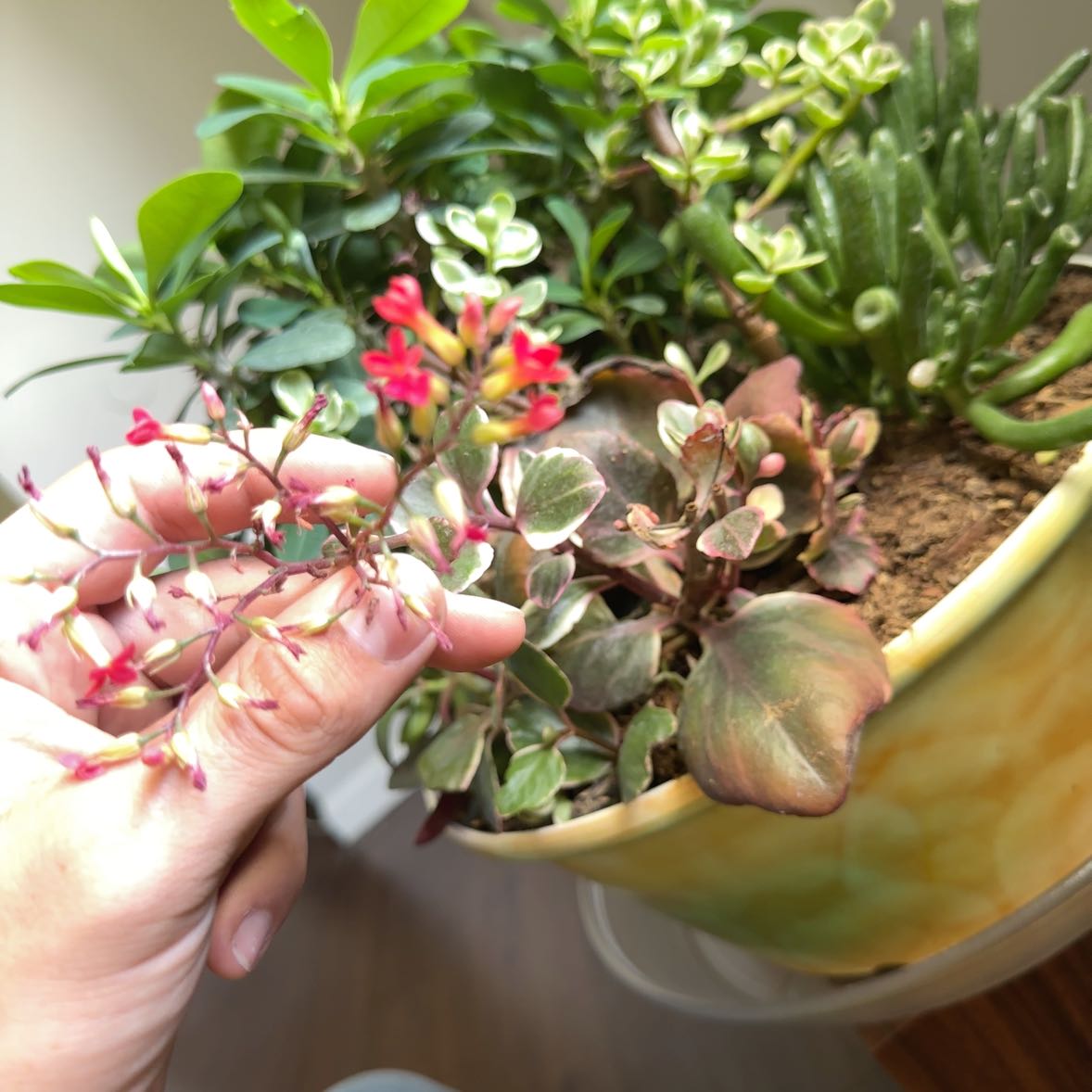 Photo of the plant species Kalanchoe blossfeldiana 'Creamed Scallops Variegata' by @GuruPuka11 named Winston on Greg, the plant care app