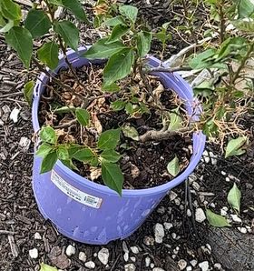 Photo of the plant species Bougainvillea 'Purple Princess' by @BigJade62 named Hemingway on Greg, the plant care app