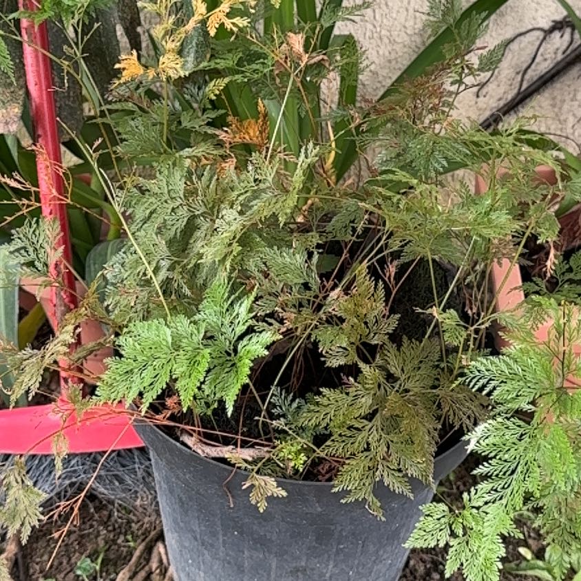 Photo of the plant species Davallia Fern by @PrimeRhodotus62 named Surya on Greg, the plant care app