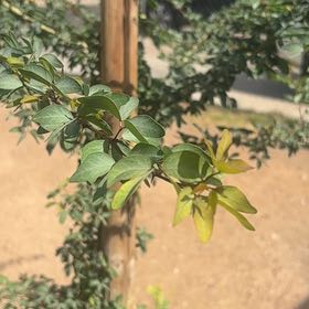 Photo of the plant species Manila Tamarind by @PurelyCacto44 named Harry on Greg, the plant care app