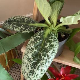 Photo of the plant species Pretty Turtle by @HotGermander47 named Terra on Greg, the plant care app