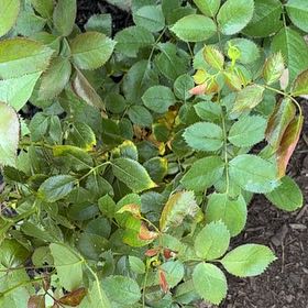 Photo of the plant species Eden Rose by @UrbaneChilli88 named da Vinci on Greg, the plant care app