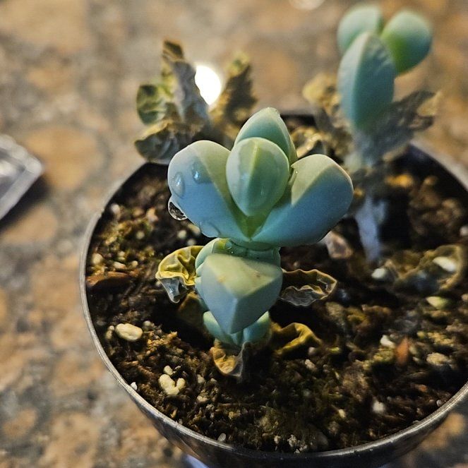 Photo of the plant species Assorted Corpuscularia by @BossCassava45 named Rihanna on Greg, the plant care app