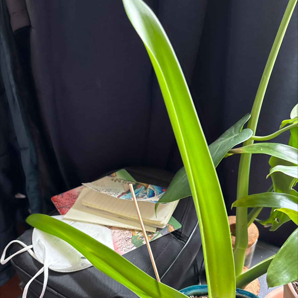 Photo of the plant species Red Lion Amaryllis by @UnbiasedKawaka named Wall-E on Greg, the plant care app