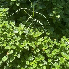 Photo of the plant species Watermint by @StoriedLippia66 named Spike Leaves on Greg, the plant care app