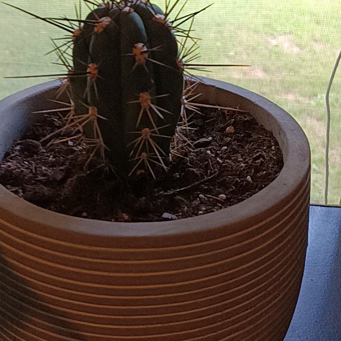 Photo of the plant species Assorted Stetsonia by @PrizeRedpine4 named Orwell on Greg, the plant care app