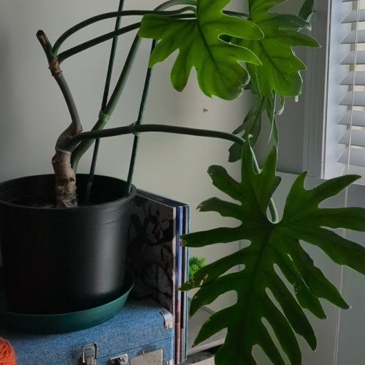 Photo of the plant species Philadendron Radiatum by @LadySeaspurge89 named Keanu Leaves on Greg, the plant care app