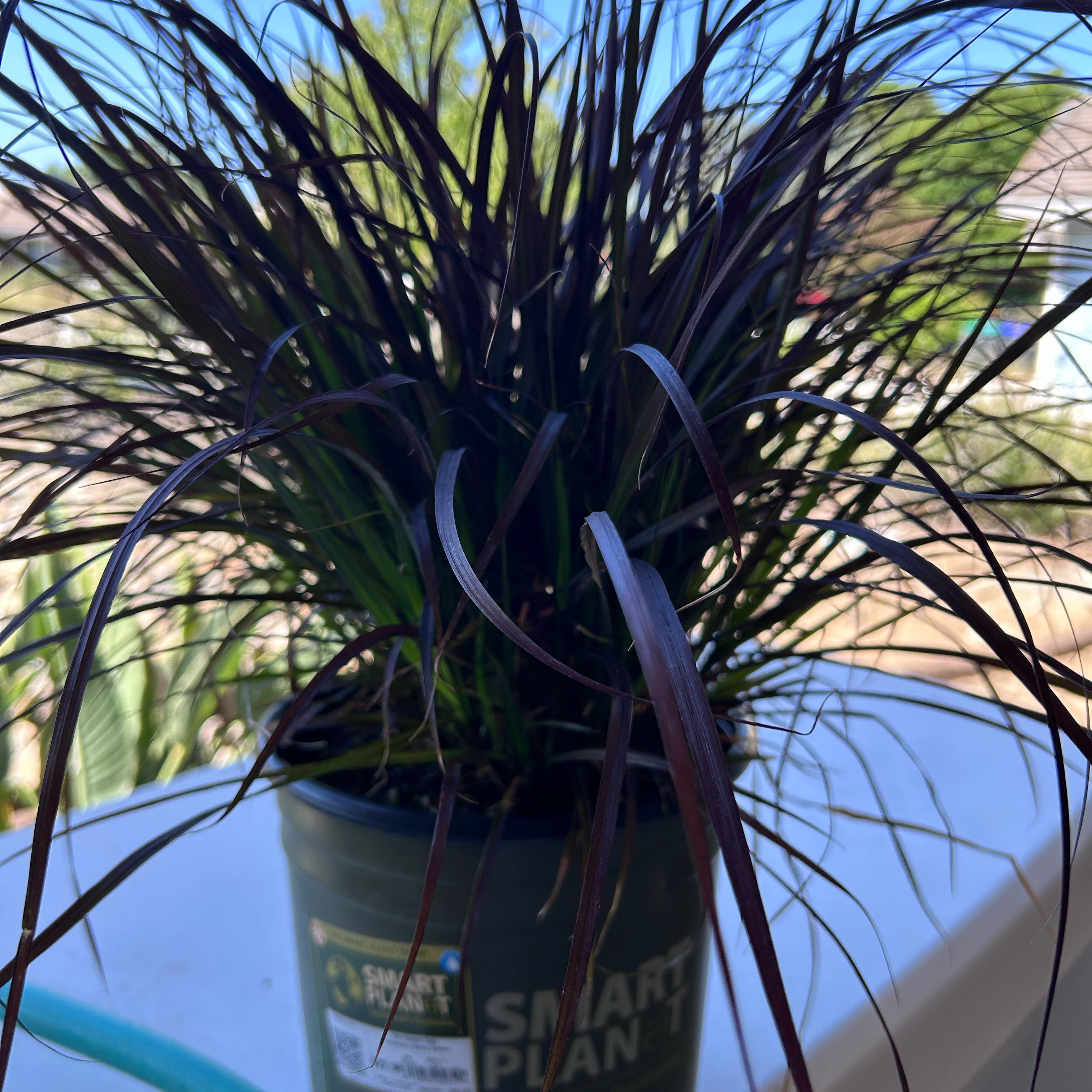 Photo of the plant species Red Fountain Grass by @WholeKamahi48 named Gobi on Greg, the plant care app