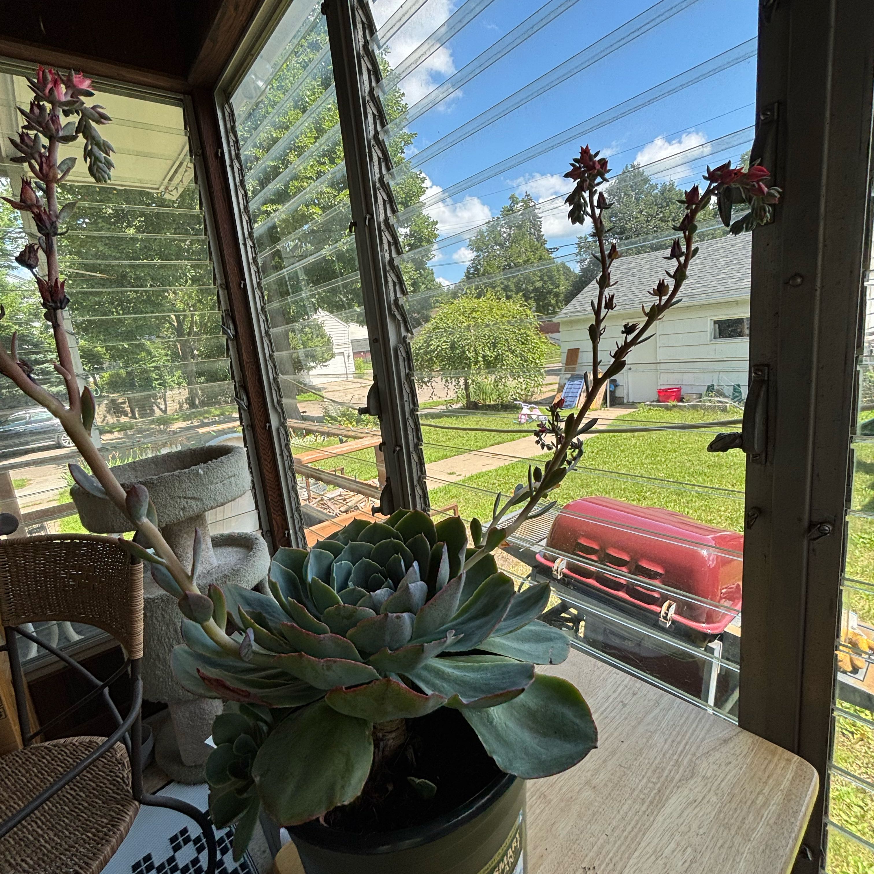 Photo of the plant species Succulent by @ChampPinetree39 named Lienna on Greg, the plant care app