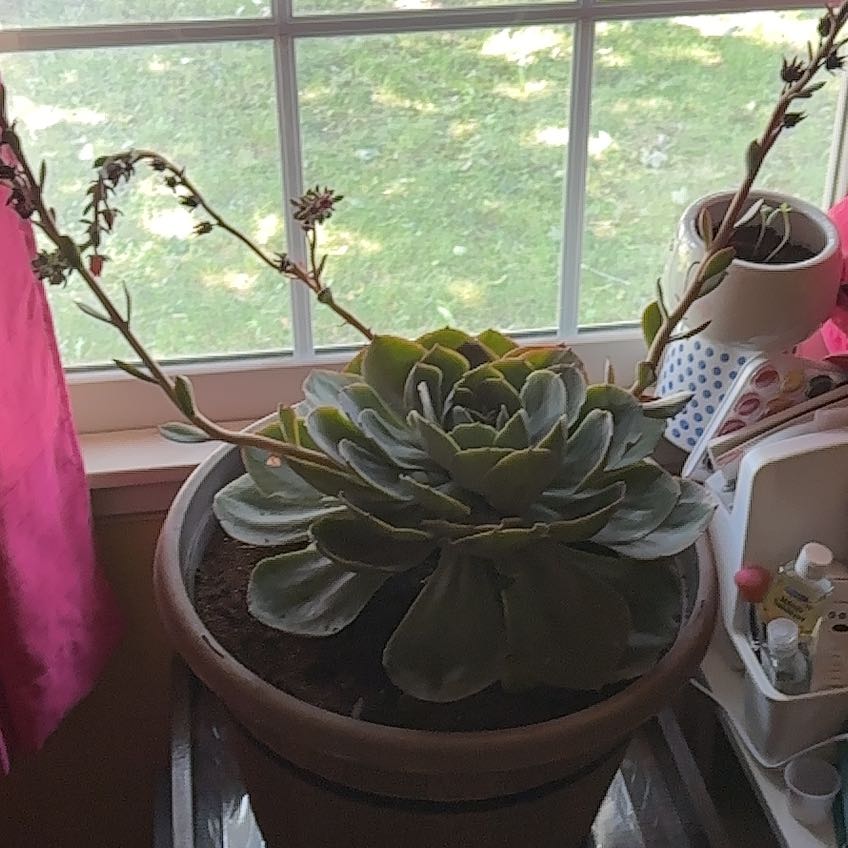 Photo of the plant species Succulent by @ChampPinetree39 named Demi on Greg, the plant care app