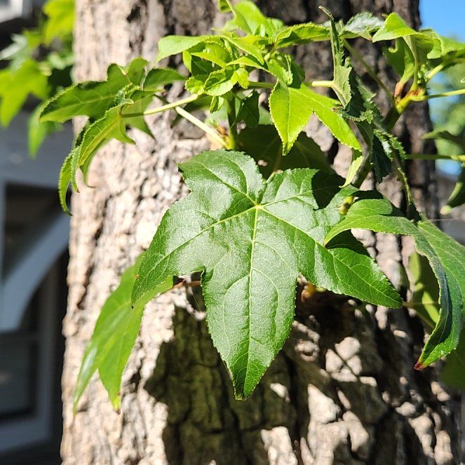 Photo of the plant species American Sweetgum by @EnduringRuby named Clooney on Greg, the plant care app