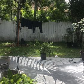 Photo of the plant species Japanese Pagoda Tree by @HeartyCatnip23 named James Dean on Greg, the plant care app