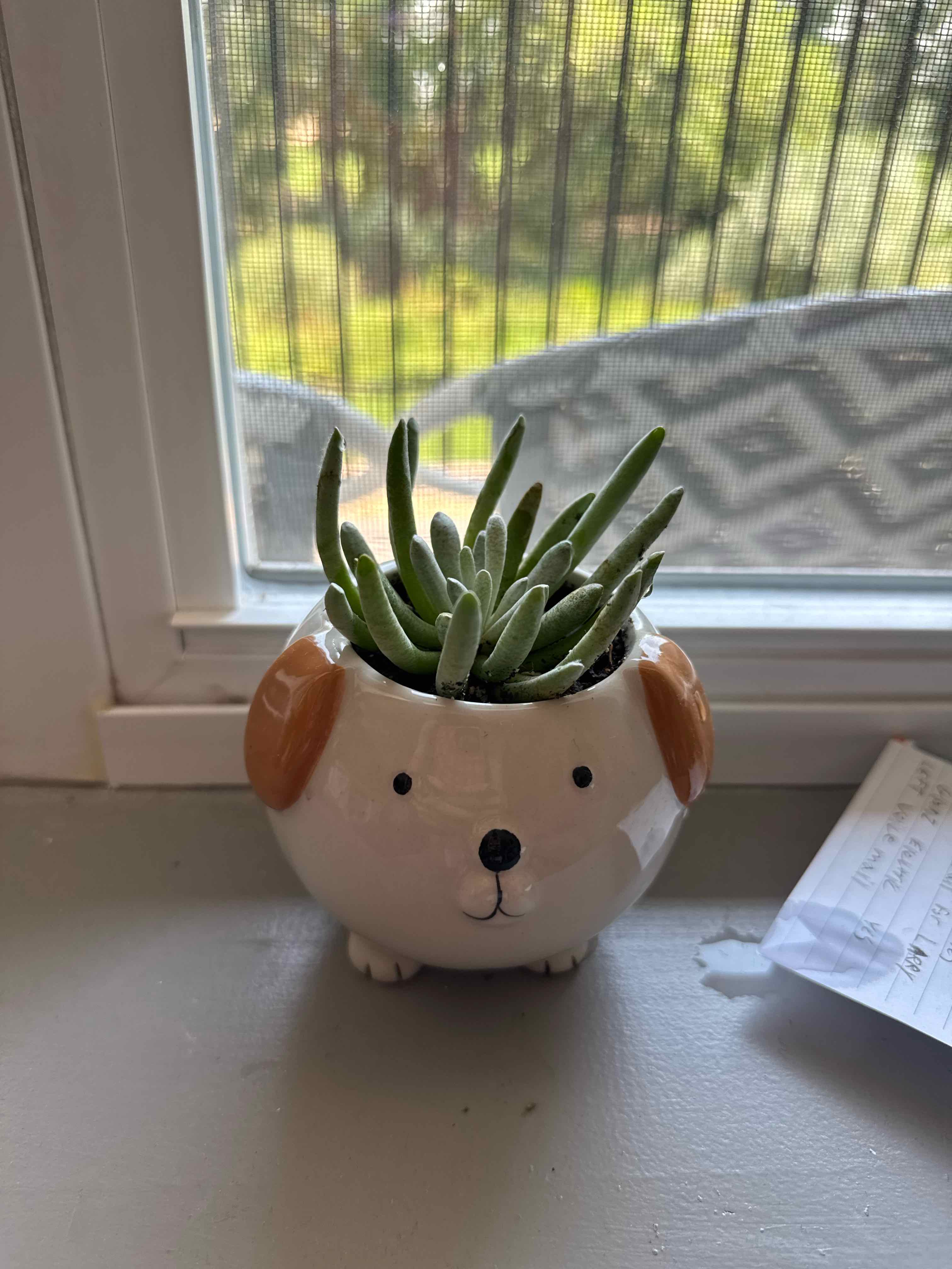 Photo of the plant species Senecio scaposus by @nicoleandty named Green Bean on Greg, the plant care app