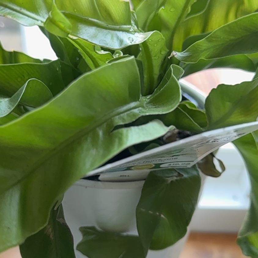 Photo of the plant species Japanese Bird's Nest Fern by @UrbaneFicus86 named Bitty on Greg, the plant care app