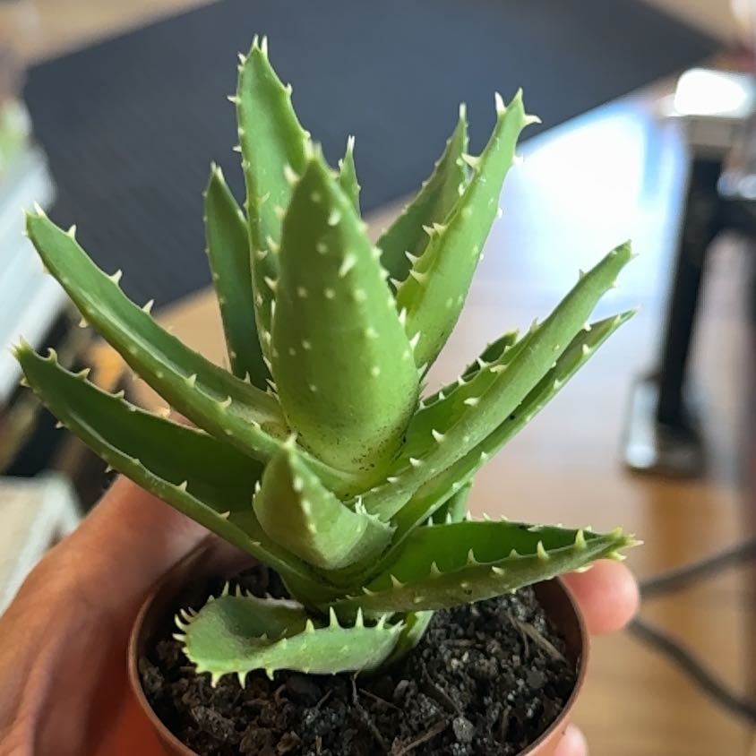 Aloe