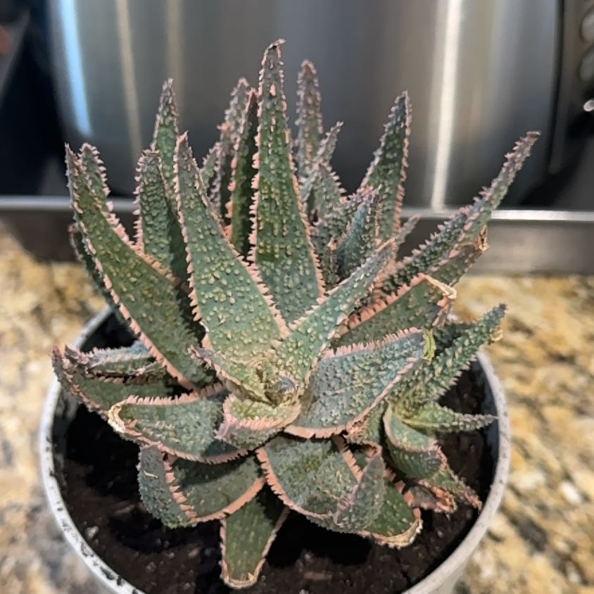 Photo of the plant species Purple Haze by @ChaseRehn named Purple Haze on Greg, the plant care app