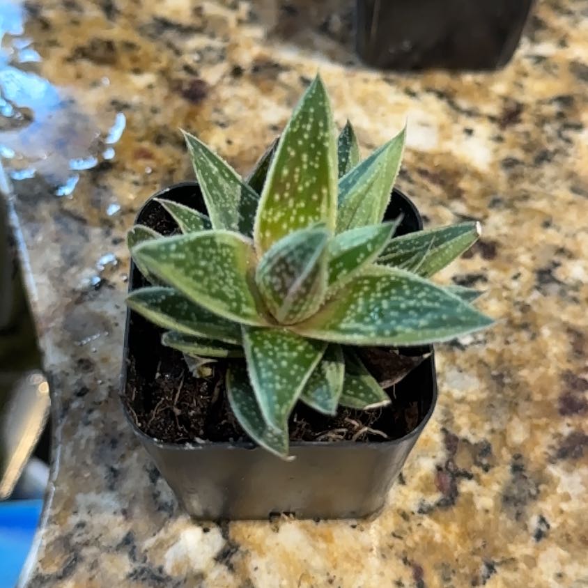 Photo of the plant species Gasteraloe by @ChaseRehn named Gasteraloe Thais on Greg, the plant care app