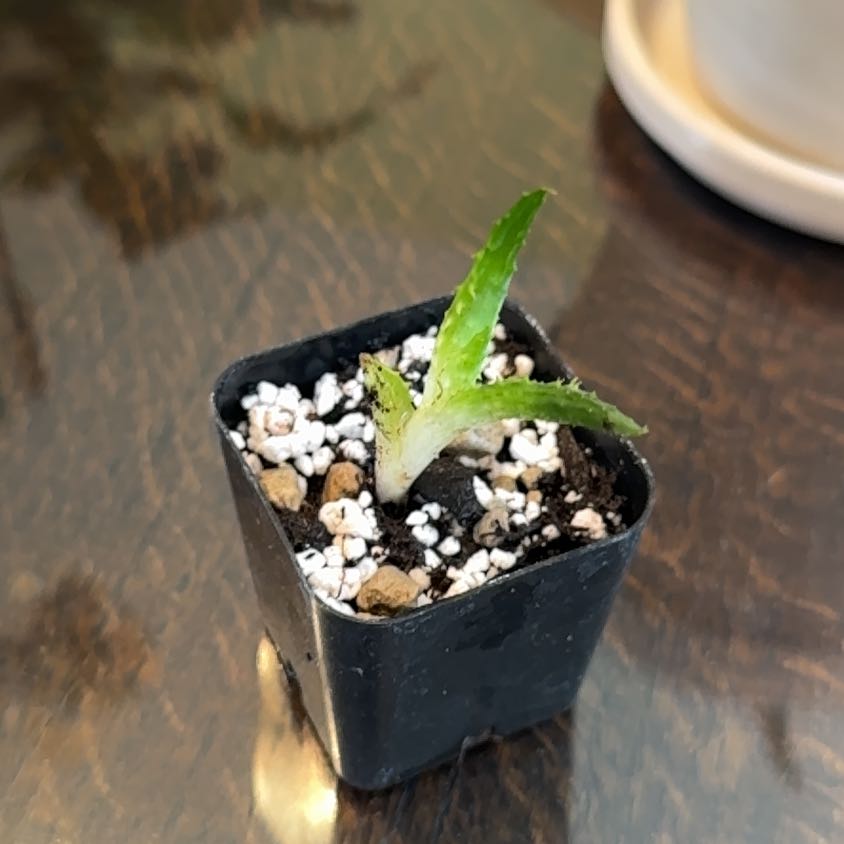 Photo of the plant species Aloe 'AJR' by @ChaseRehn named AJR Pup 2 on Greg, the plant care app