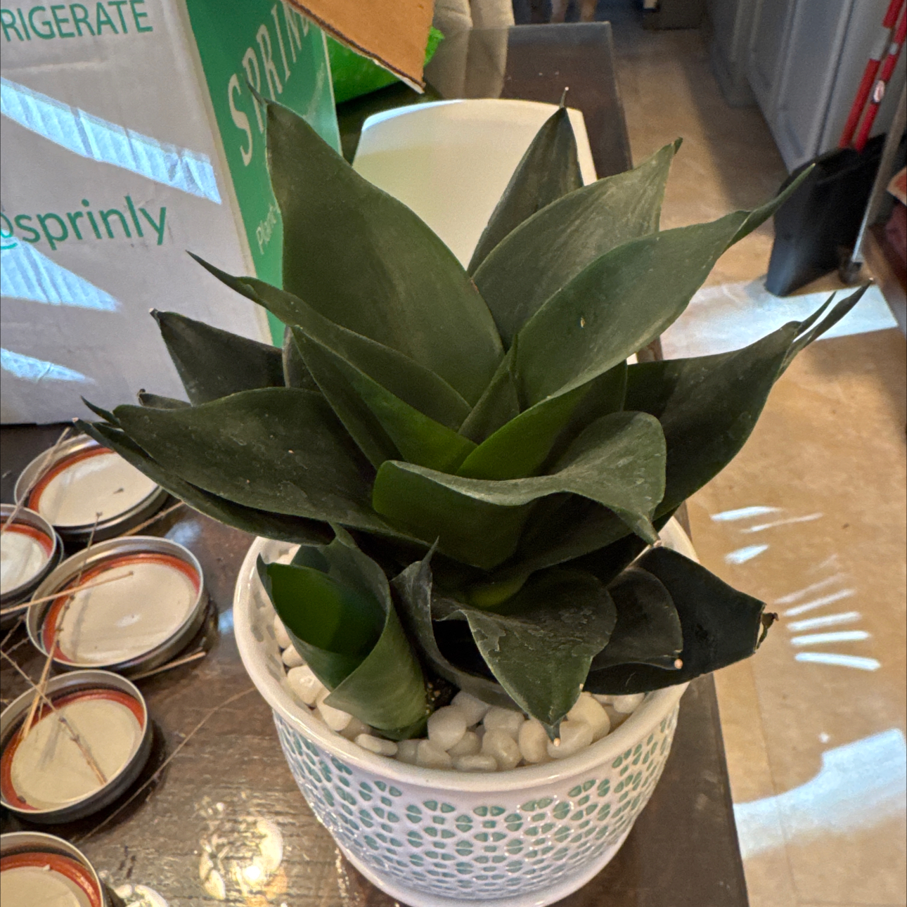 Photo of the plant species Snake Plant by @ChaseRehn named Jade Star on Greg, the plant care app