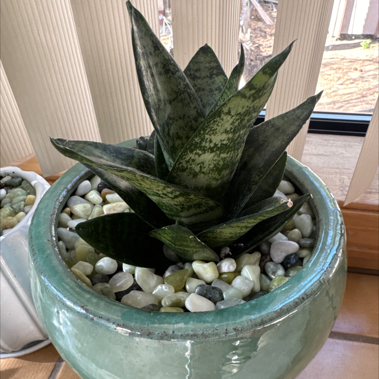Photo of the plant species Forest Star Snake Plant by @ChaseRehn named Forest Star on Greg, the plant care app