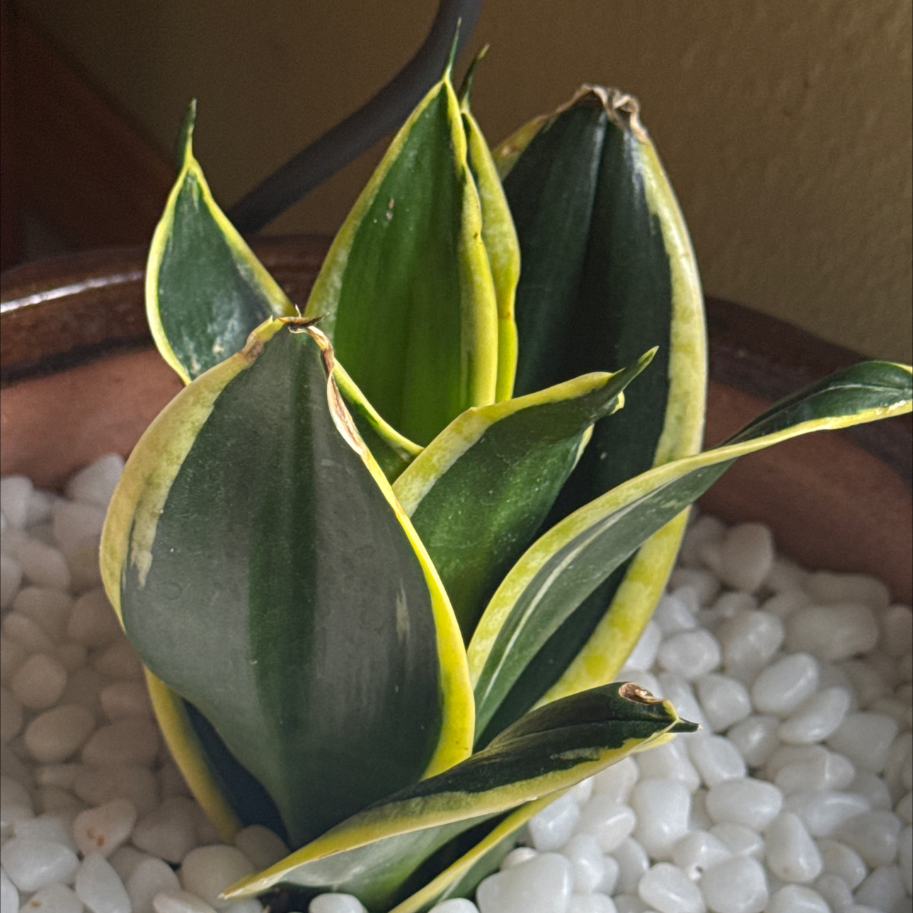 Photo of the plant species Black Gold Snake Plant by @ChaseRehn named Black Gold on Greg, the plant care app