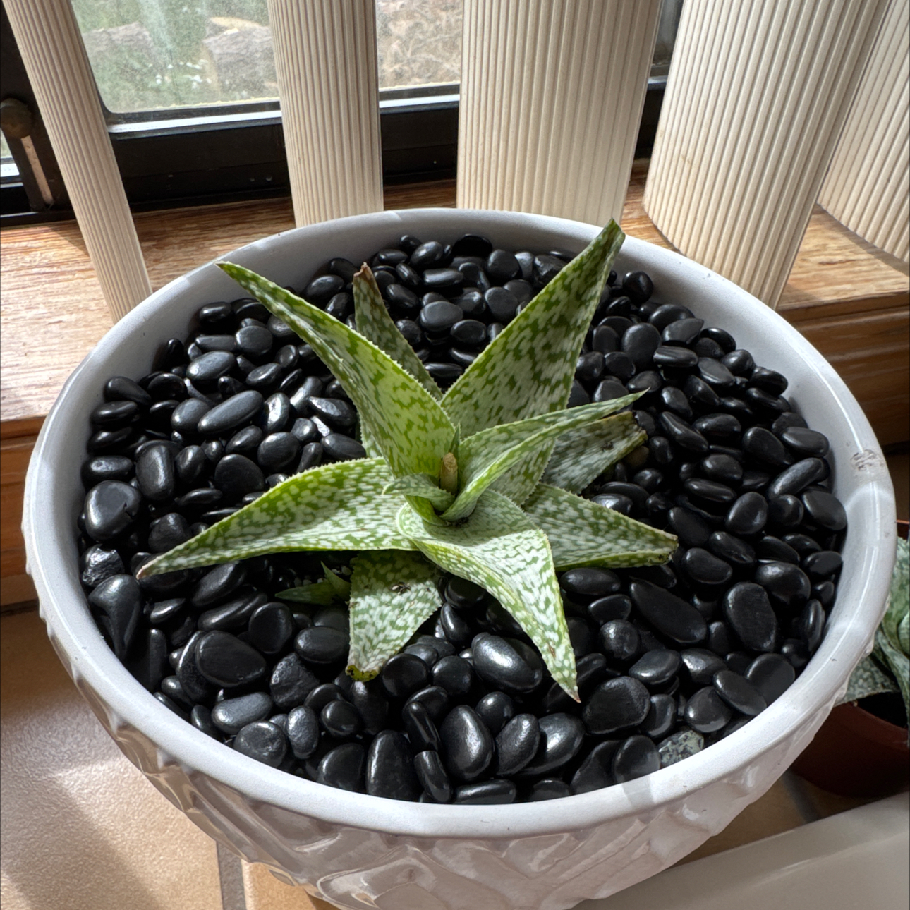 Photo of the plant species Aloe 'White beauty' by @ChaseRehn named White Beauty on Greg, the plant care app