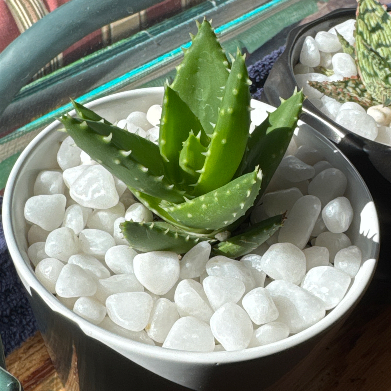 Photo of the plant species Aloe mitriformis by @ChaseRehn named Aloe Mitriformis on Greg, the plant care app