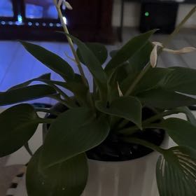 Photo of the plant species Hosta 'Halcyon' by @GemRoselle43 named Huckleberry Fern on Greg, the plant care app