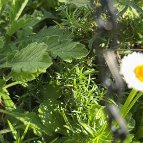 Photo of the plant species Scentless Mayweed by @RadHautree44 named Einstein on Greg, the plant care app