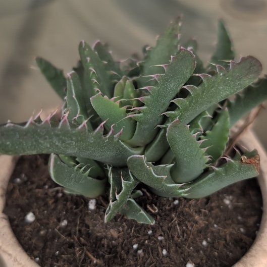 Photo of the plant species Faucaria felina by @SecurePukatea56 named Spike Leaves on Greg, the plant care app
