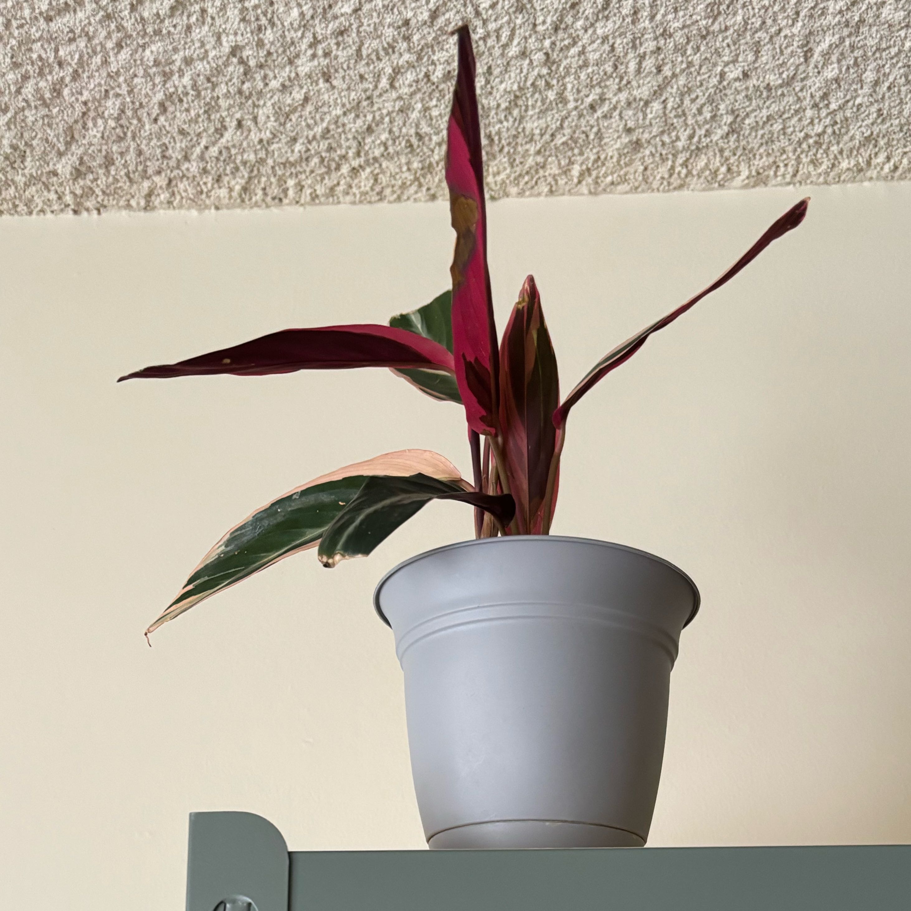 Stromanthe sanguinea 'Tricolor' plant in a pot with variegated leaves showing some browning.