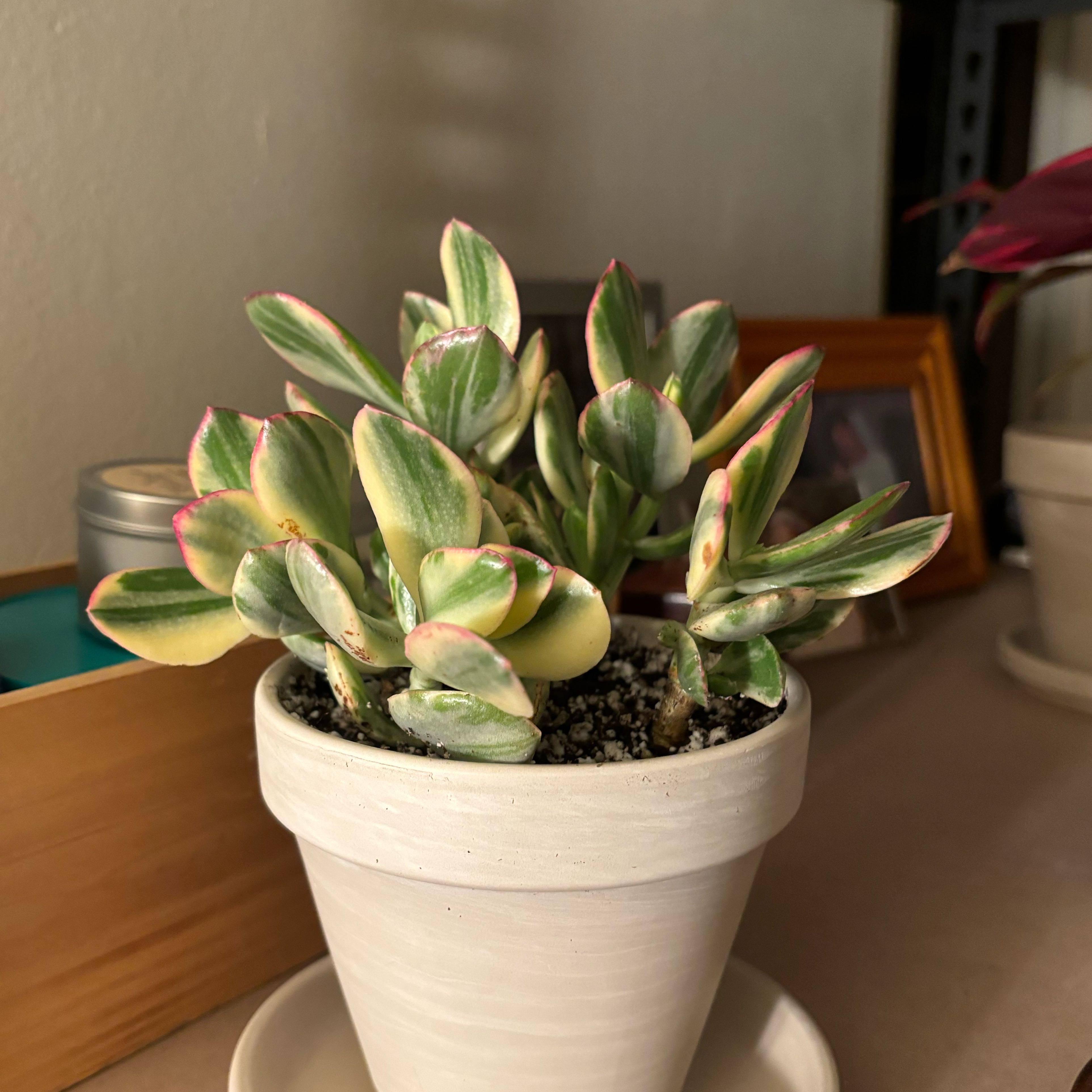 Variegated jade plant in a white pot with vibrant green, cream, and pink-edged leaves.