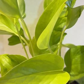 Photo of the plant species São Paulo Pothos by @Wearenewhere named São Paulo on Greg, the plant care app