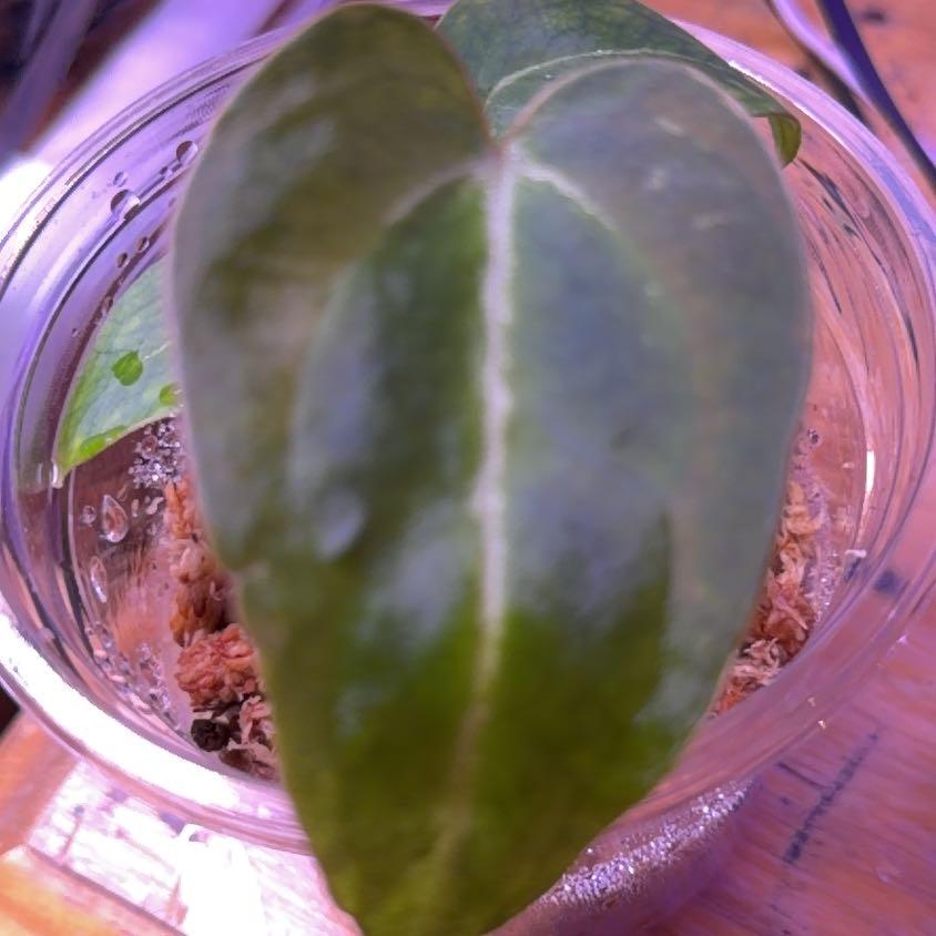 Photo of the plant species anthurium crystallinum x pallidiflorum by @Wearenewhere named Fairy Dust on Greg, the plant care app
