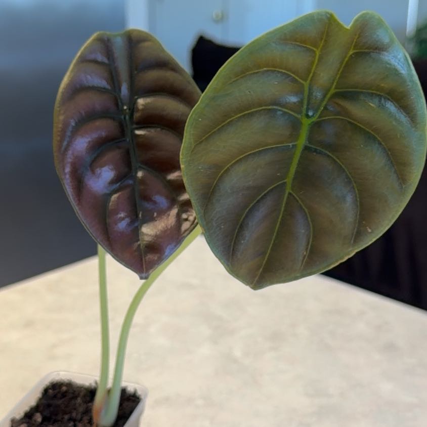Photo of the plant species Red Secret by @Wearenewhere named Priya on Greg, the plant care app