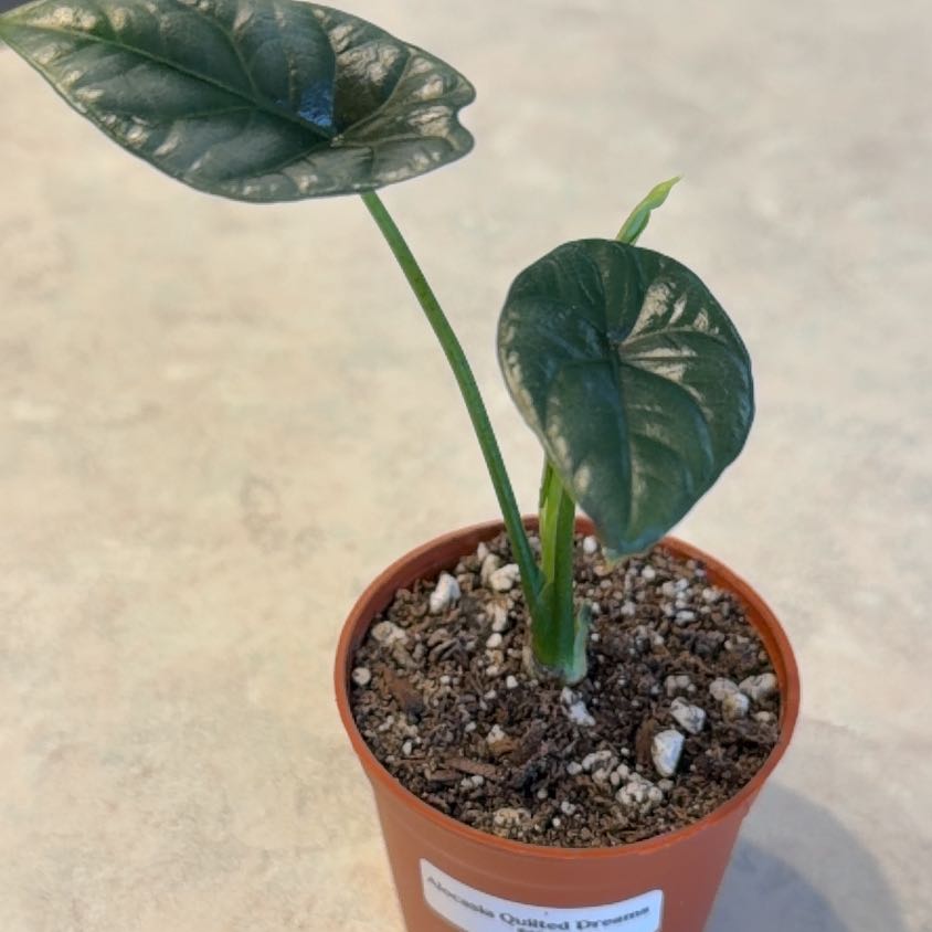 Photo of the plant species Alocasia sinuata 'Quilted Dreams' by @Wearenewhere named Dream on Greg, the plant care app