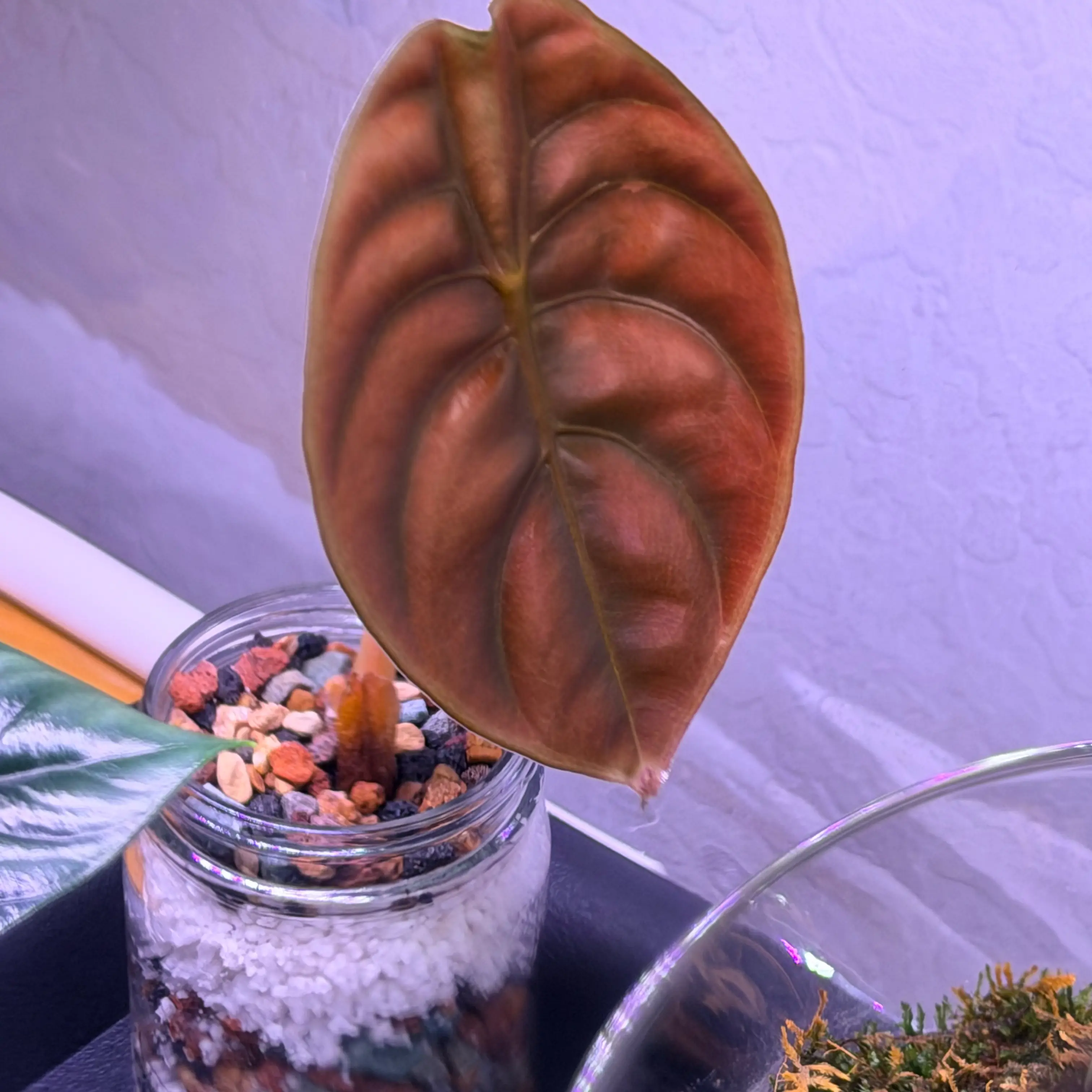 Photo of the plant species Red Secret by @Wearenewhere named Priya on Greg, the plant care app