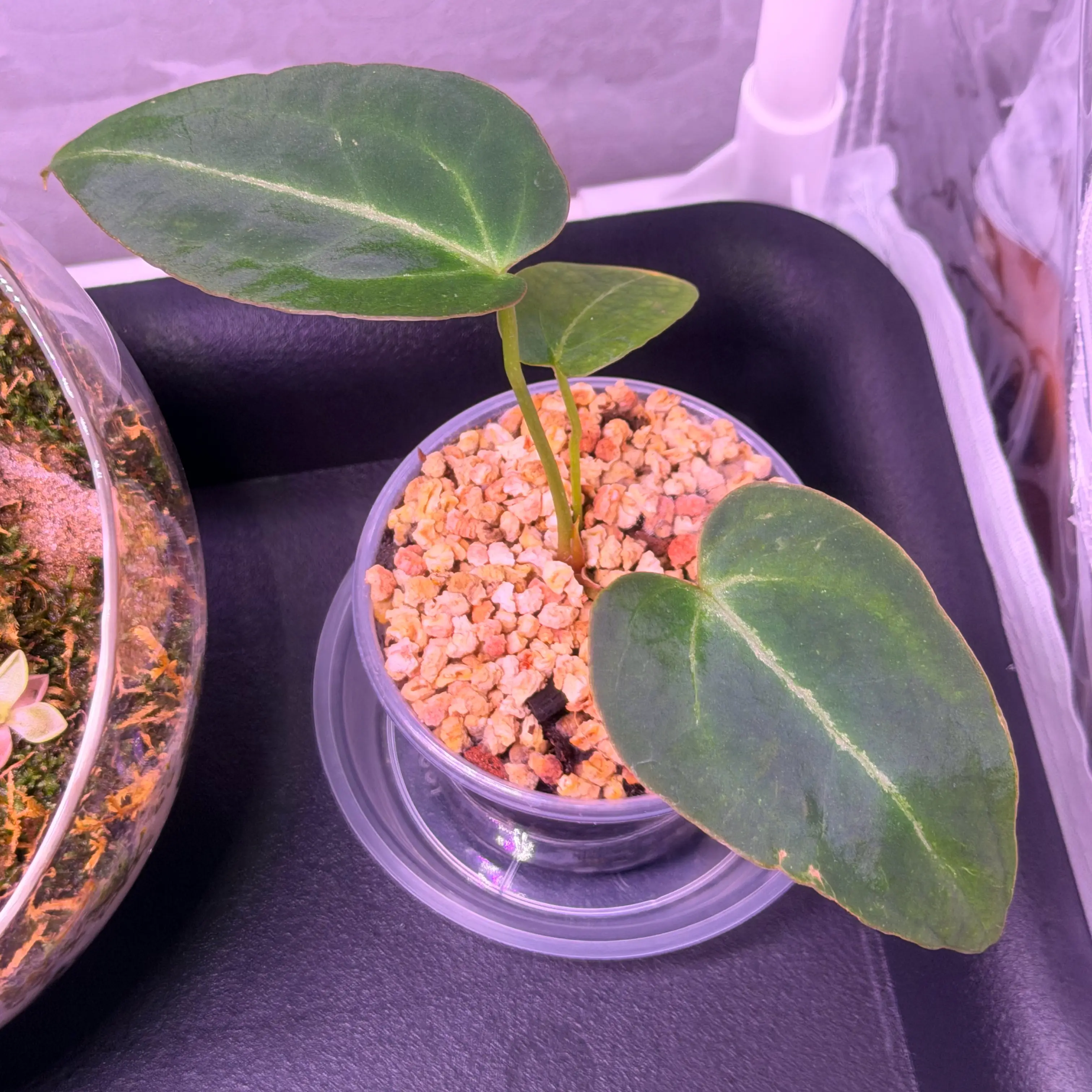 Photo of the plant species anthurium crystallinum x pallidiflorum by @Wearenewhere named Fairy Dust on Greg, the plant care app