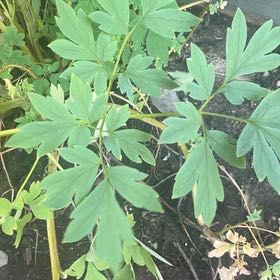 Photo of the plant species Bleeding Heart by @FieryGollum4 named Nemo on Greg, the plant care app